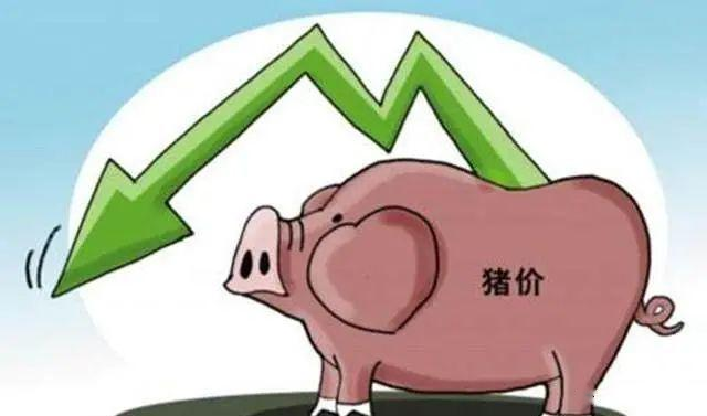中國豬價暴跌，引全球生豬市場恐慌！